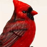 Lumière solaire, Cardinal sur écorce - Rouge