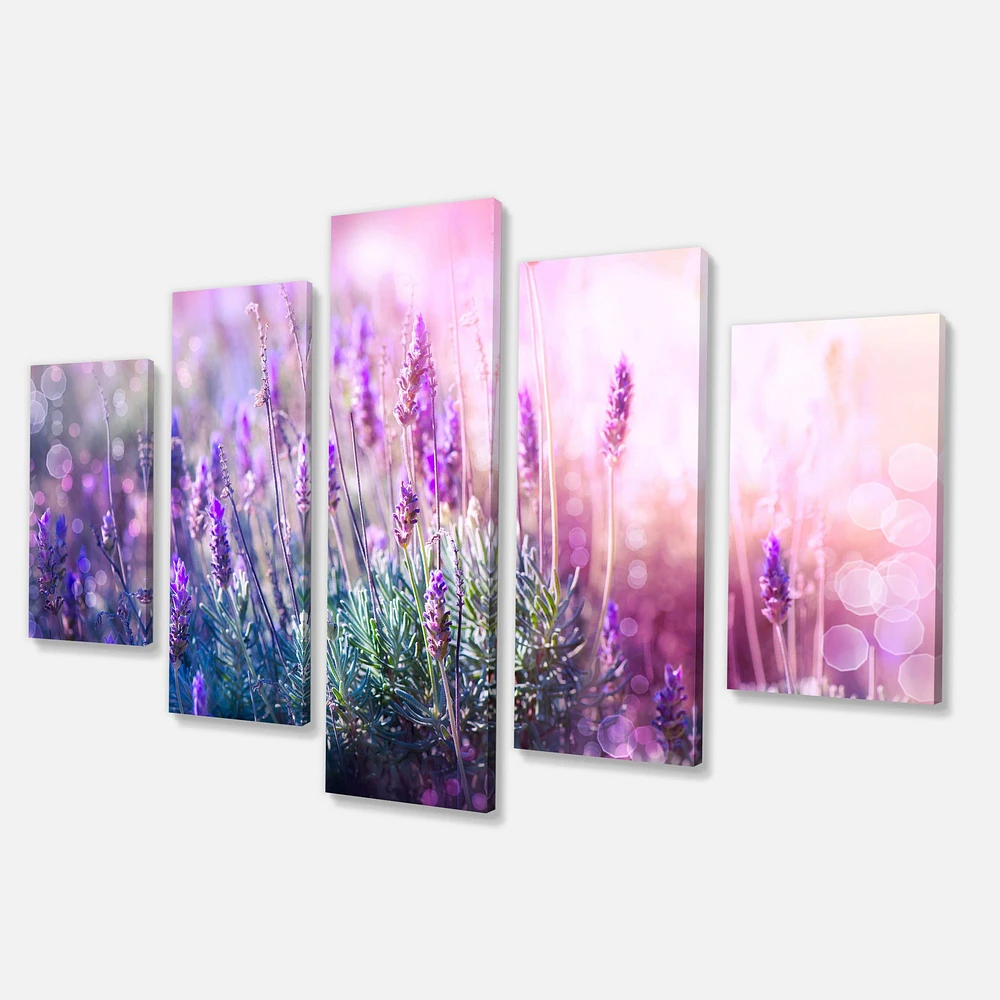 Growing and Blooming Lavender  Canvas Print