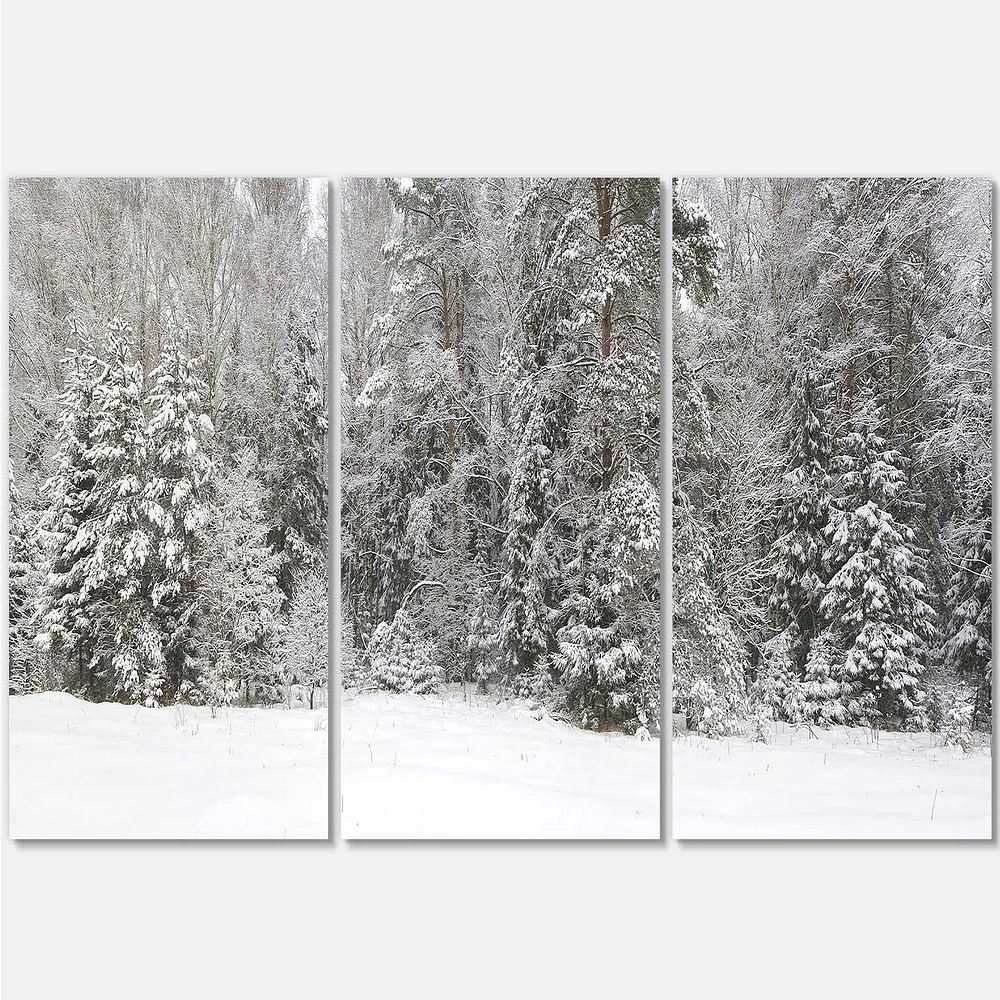 Toile « Foggy Winter Forest Panorama