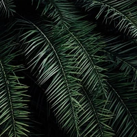 Dark Palm Trees Wallpaper Mural