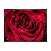 Red Rose Petals with Rain Droplets  Canvas Art Print