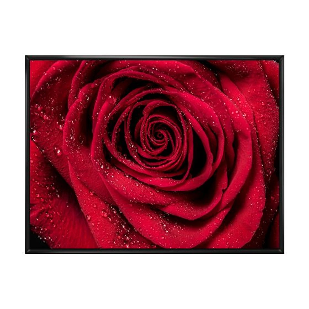 Red Rose Petals with Rain Droplets  Canvas Art Print