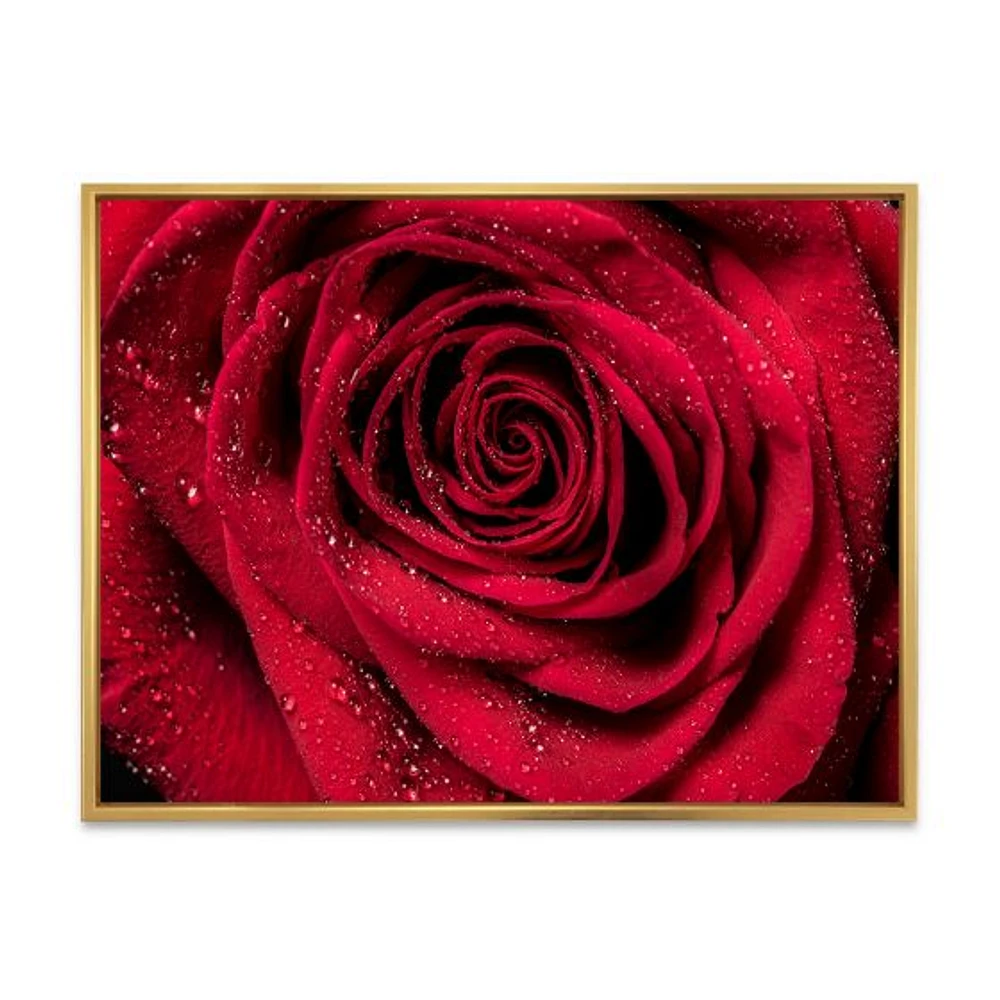 Red Rose Petals with Rain Droplets  Canvas Art Print