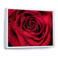 Red Rose Petals with Rain Droplets  Canvas Art Print