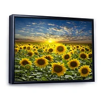 Field of Blooming SunFlowers  Canvas Wall Art