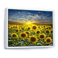 Field of Blooming SunFlowers  Canvas Wall Art