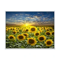 Toile « Field of Blooming SunFlowers »