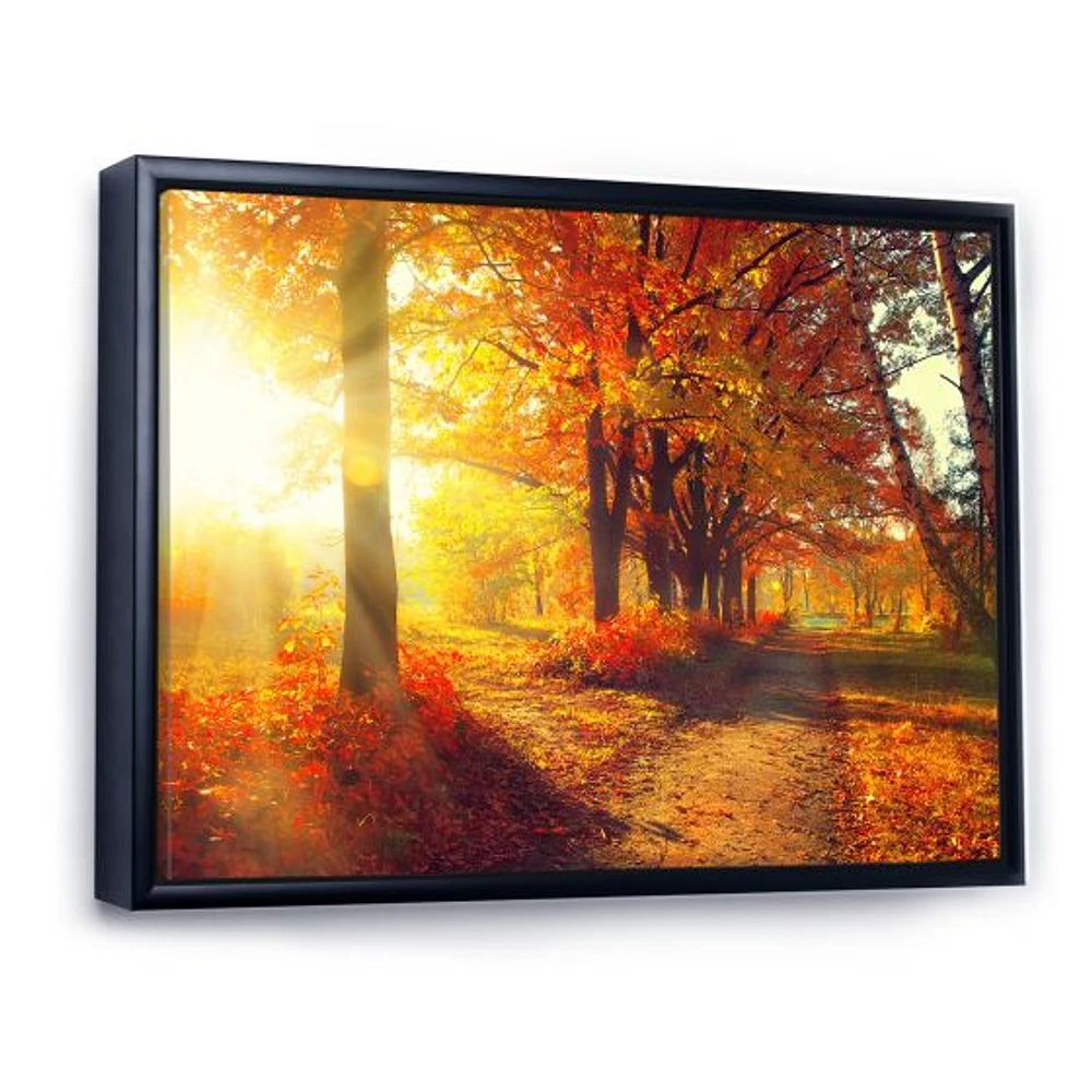 Autumnal Trees Sunrays Wall Art