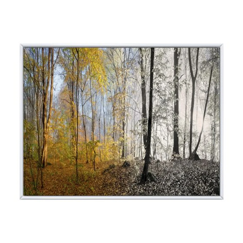 Toile imprimée « Morning Forest Panorama