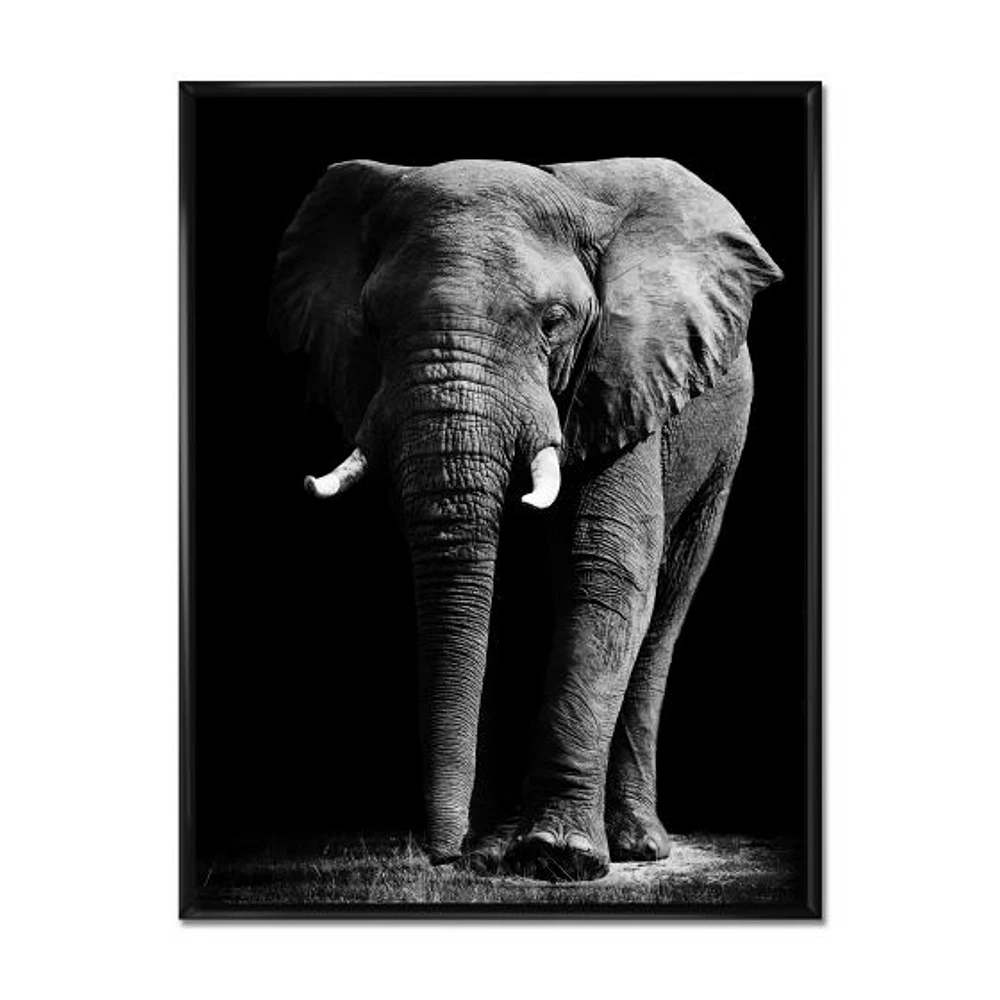 Toile « African Elephant Black Background »