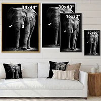 Toile « African Elephant Black Background »