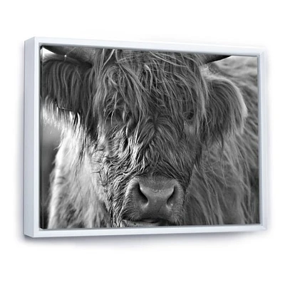 Scottish Highland Cows Living on Moorland Wall Art