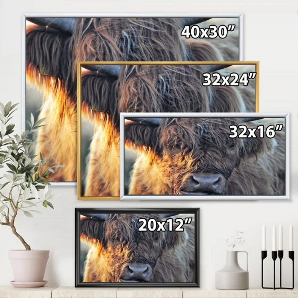 Scottish Cow on Moorland III  Canvas Wall Art Print