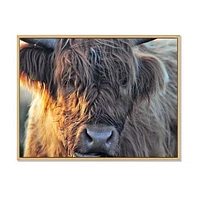 Scottish Cow on Moorland III  Canvas Wall Art Print
