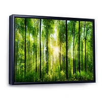 Forest with Rays of Sun Panorama  Wall Art