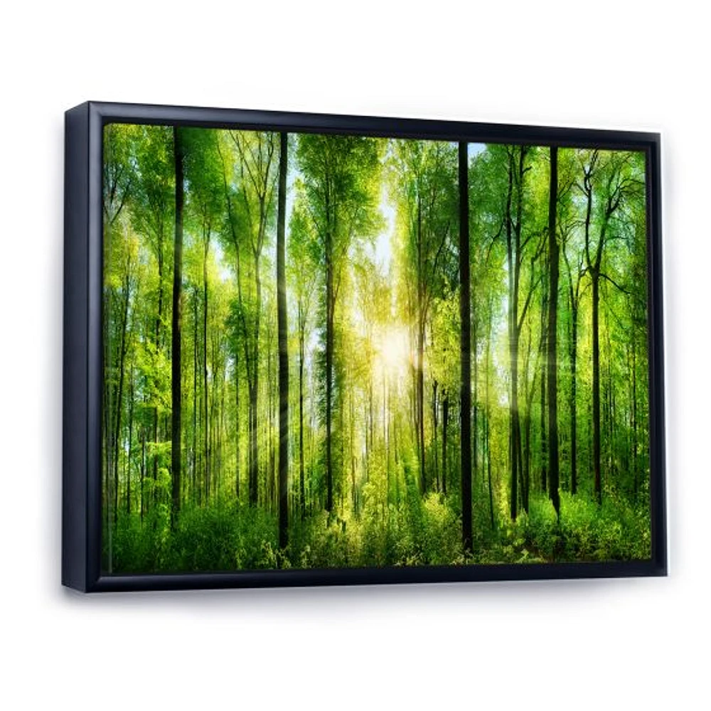 Toile « Forest with Rays of Sun Panorama »