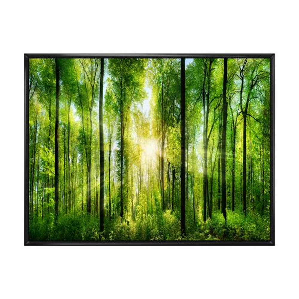 Toile « Forest with Rays of Sun Panorama »