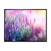 Growing and Blooming Lavender  Canvas Print