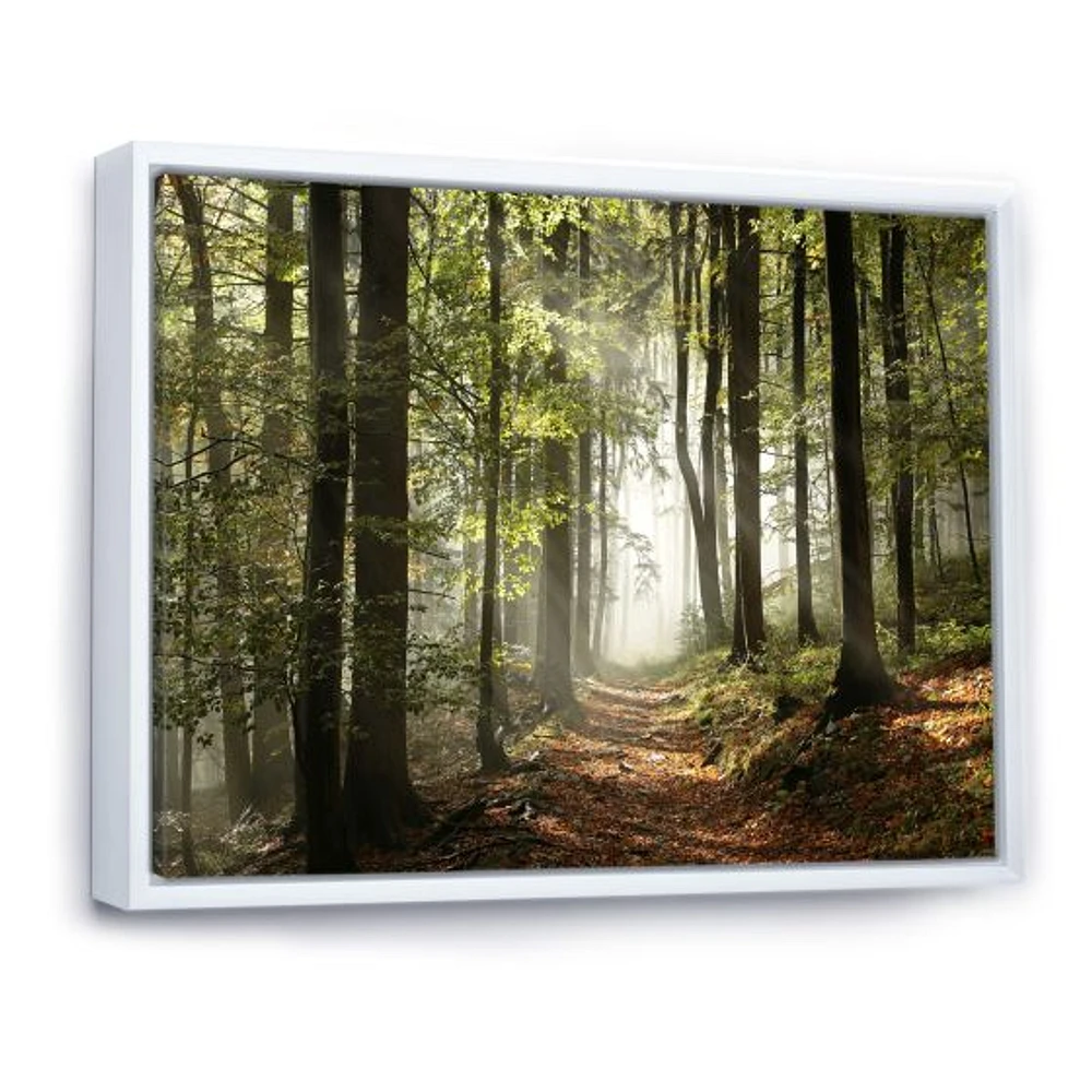 Green Fall Forest with Sun Rays  Canvas Print