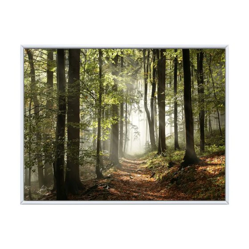 Toile imprimée « Green Fall Forest with Sun Rays »