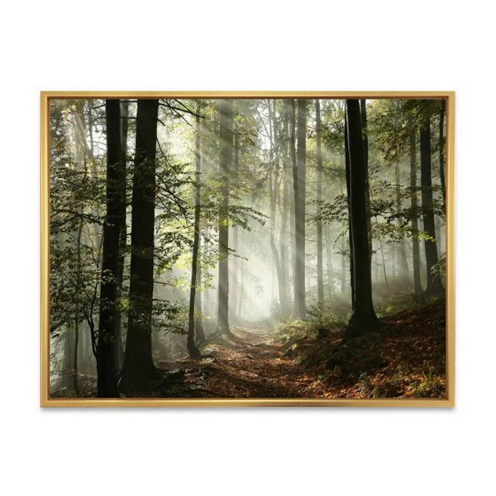 Light Dense Fall Forest with Fog  Canvas Art Print