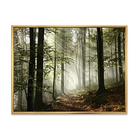 Light Dense Fall Forest with Fog  Canvas Art Print