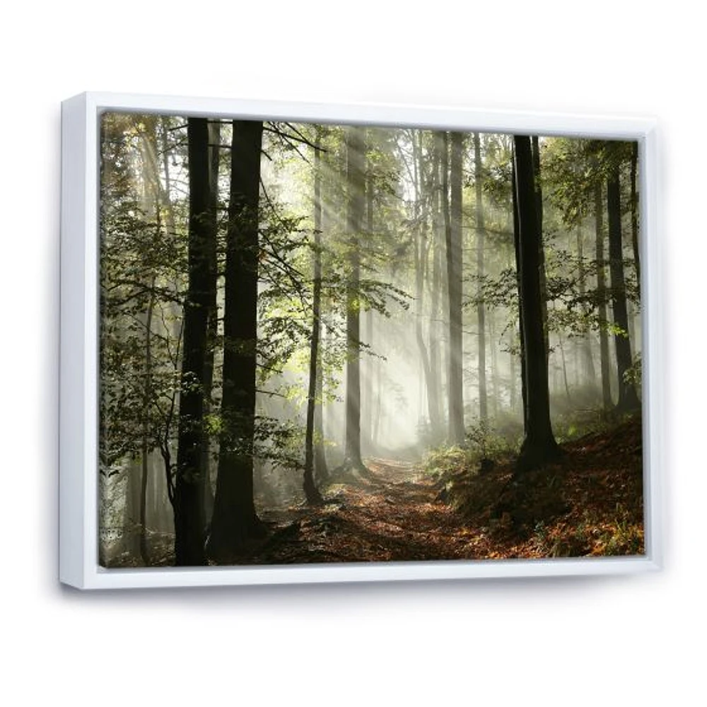 Light Dense Fall Forest with Fog  Canvas Art Print