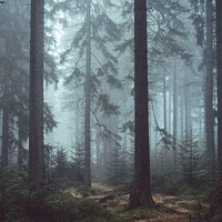 Mysterious Forest Fog Wallpaper Mural