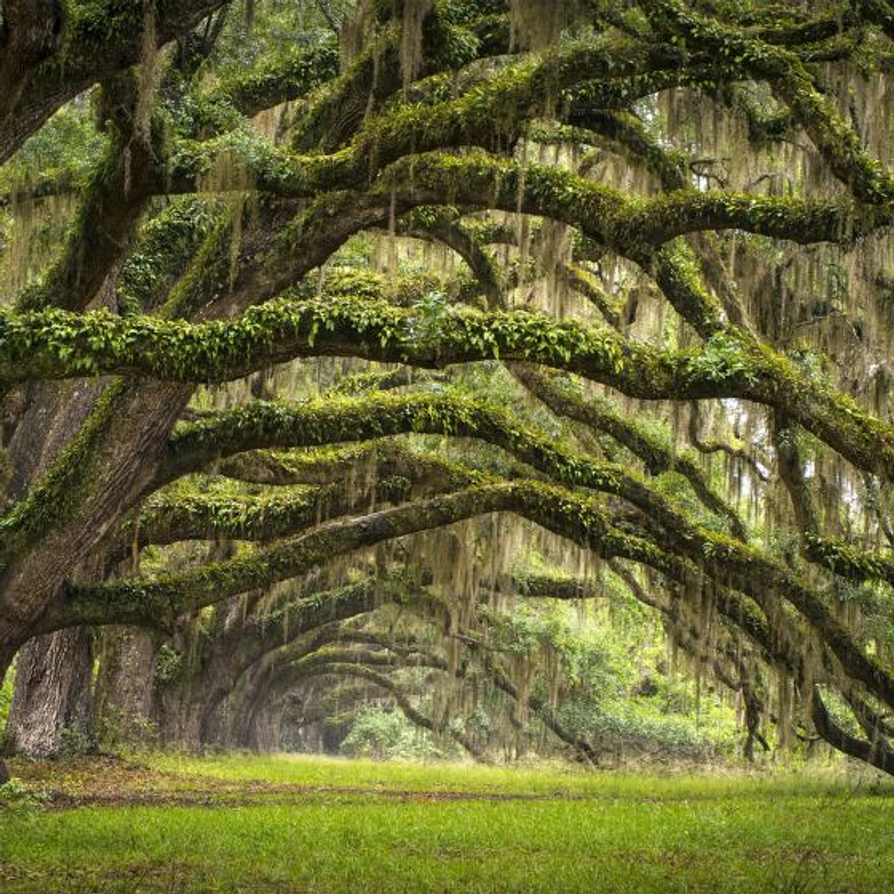 Oak Tree Forest Wallpaper Mural