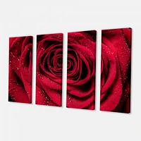 Red Rose Petals with Rain Droplets  Canvas Art Print