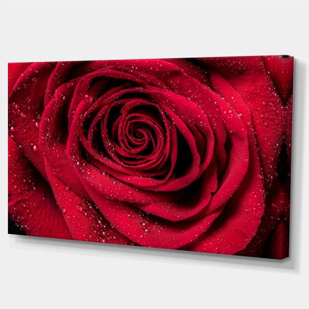 Red Rose Petals with Rain Droplets  Canvas Art Print