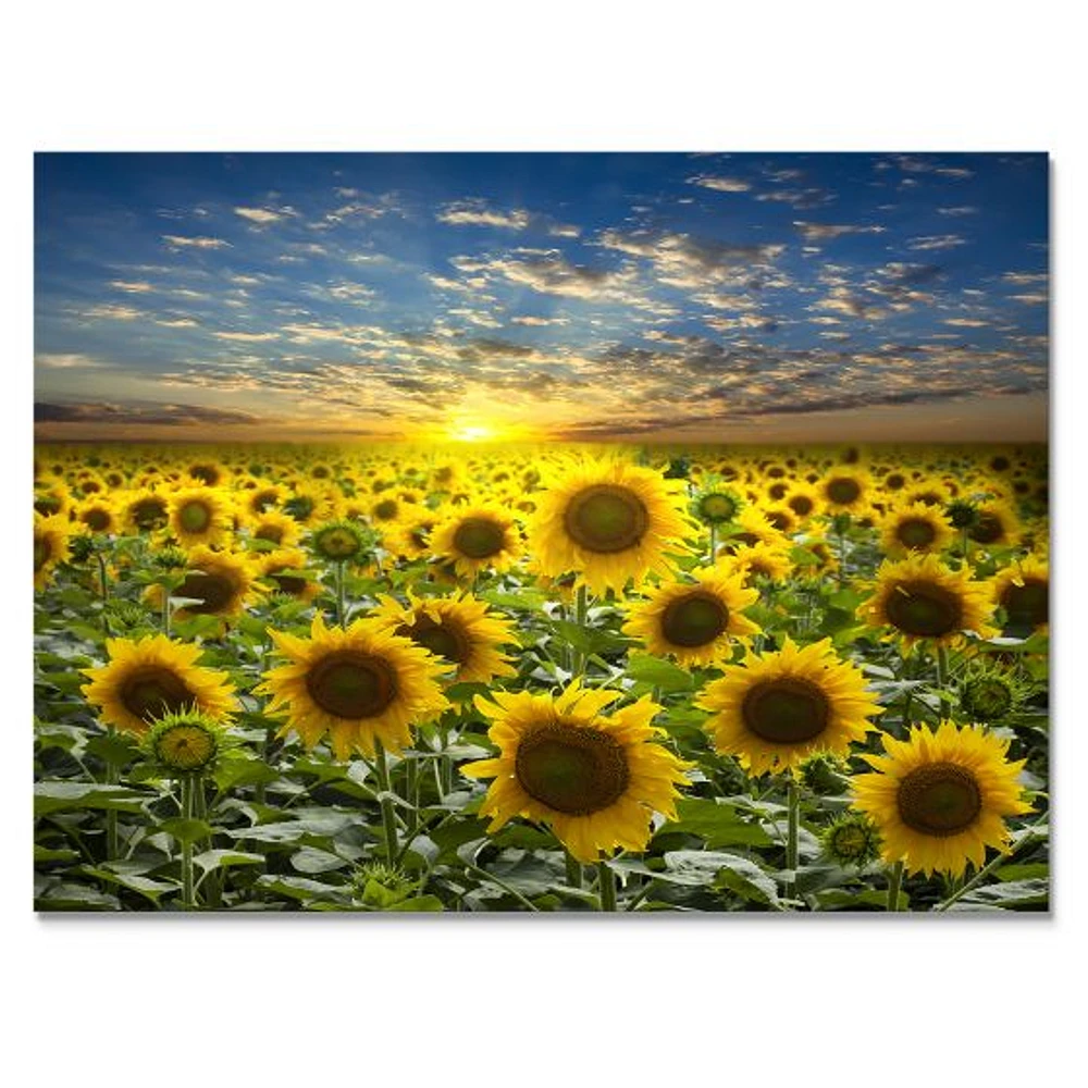 Field of Blooming SunFlowers  Canvas Wall Art