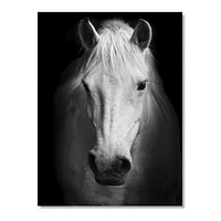 White Horse Black and  Wall Art