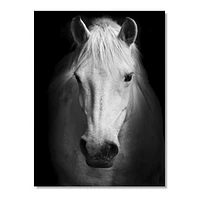 Toile « White Horse Black and »