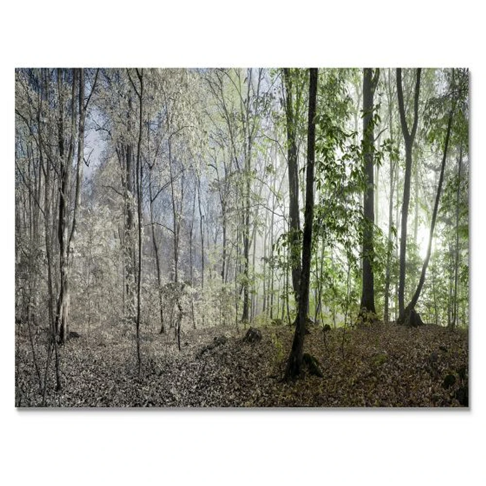 Green Morning Forest Panorama  Canvas Art Print