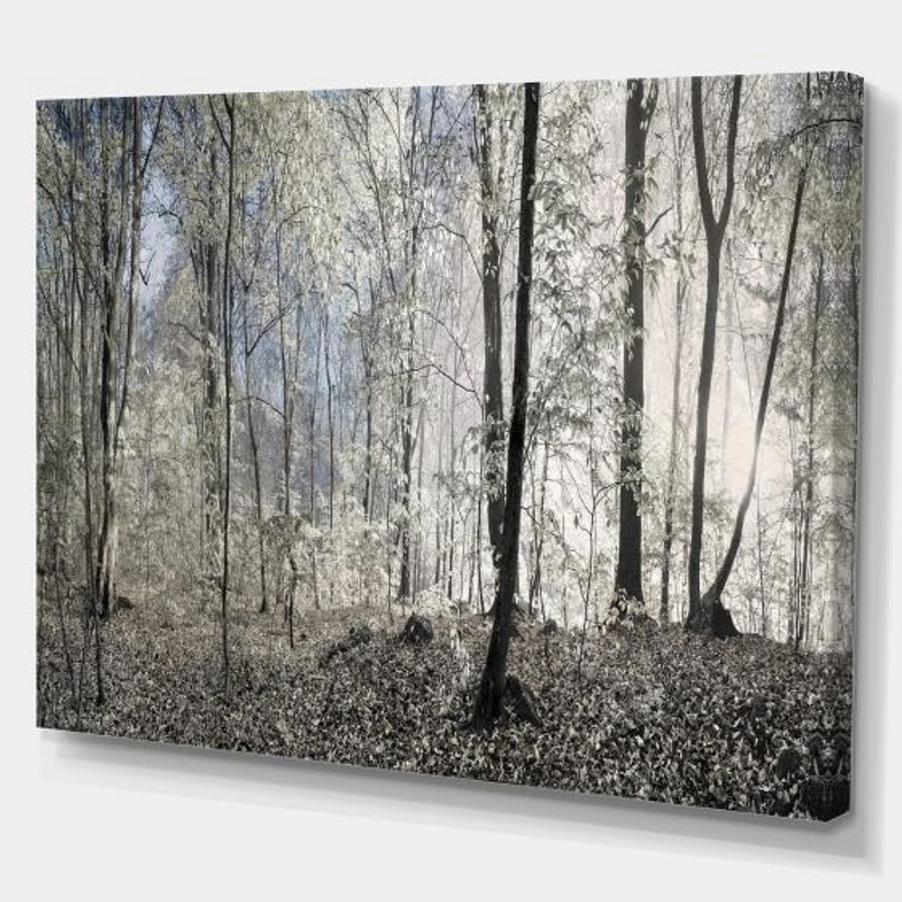 Toile imprimée « Dark Morning Forest Panorama »