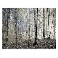 Toile imprimée « Dark Morning Forest Panorama »