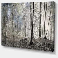 Dark Morning Forest Panorama  Canvas Wall Art Print