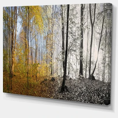 Morning Forest Panorama Canvas Art Print