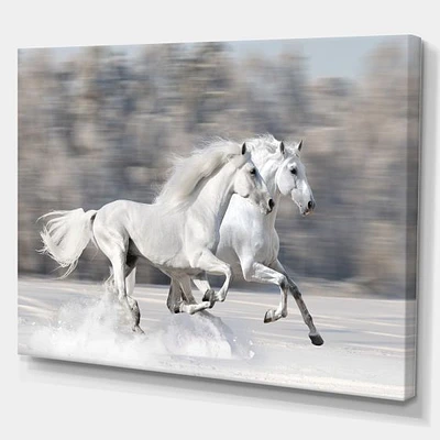 Two White Horse  Wall Art Canvas