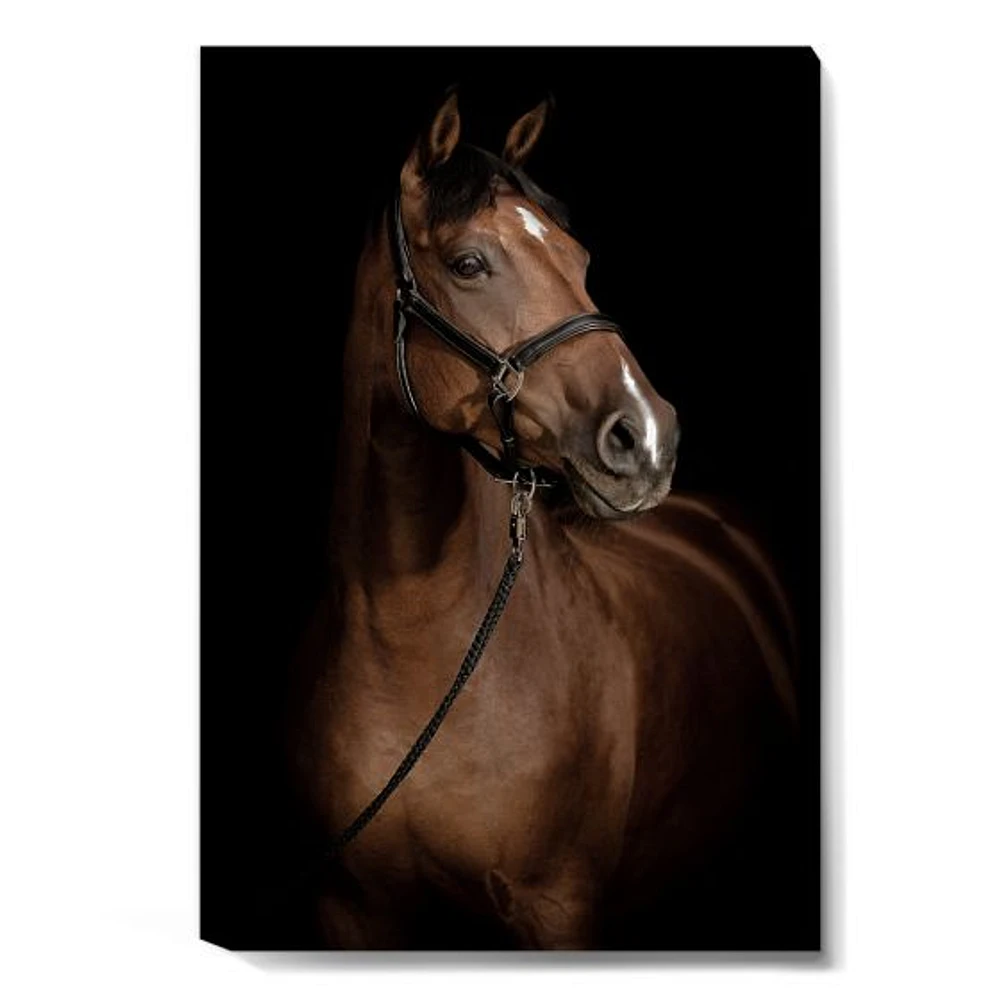 Horse Portrait  Canvas