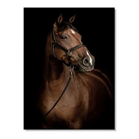 Horse Portrait  Canvas