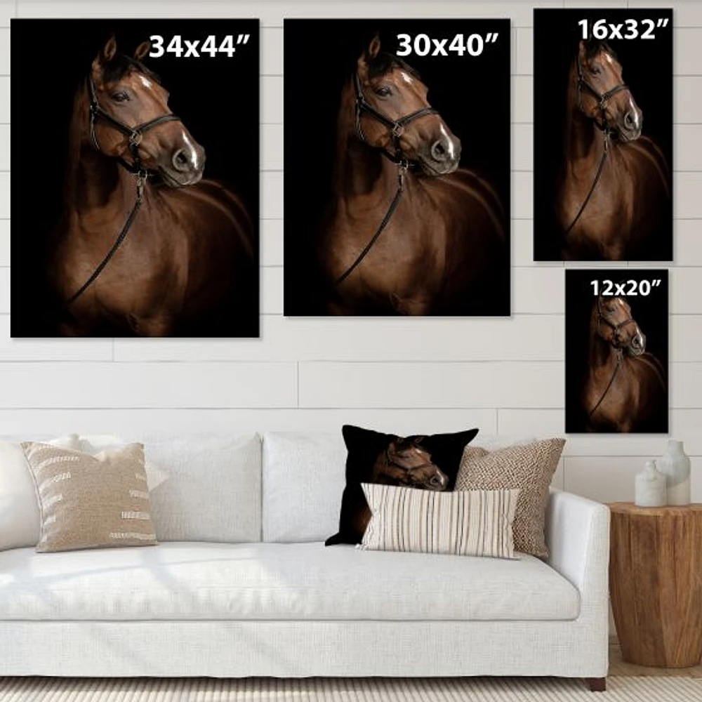 Horse Portrait  Canvas