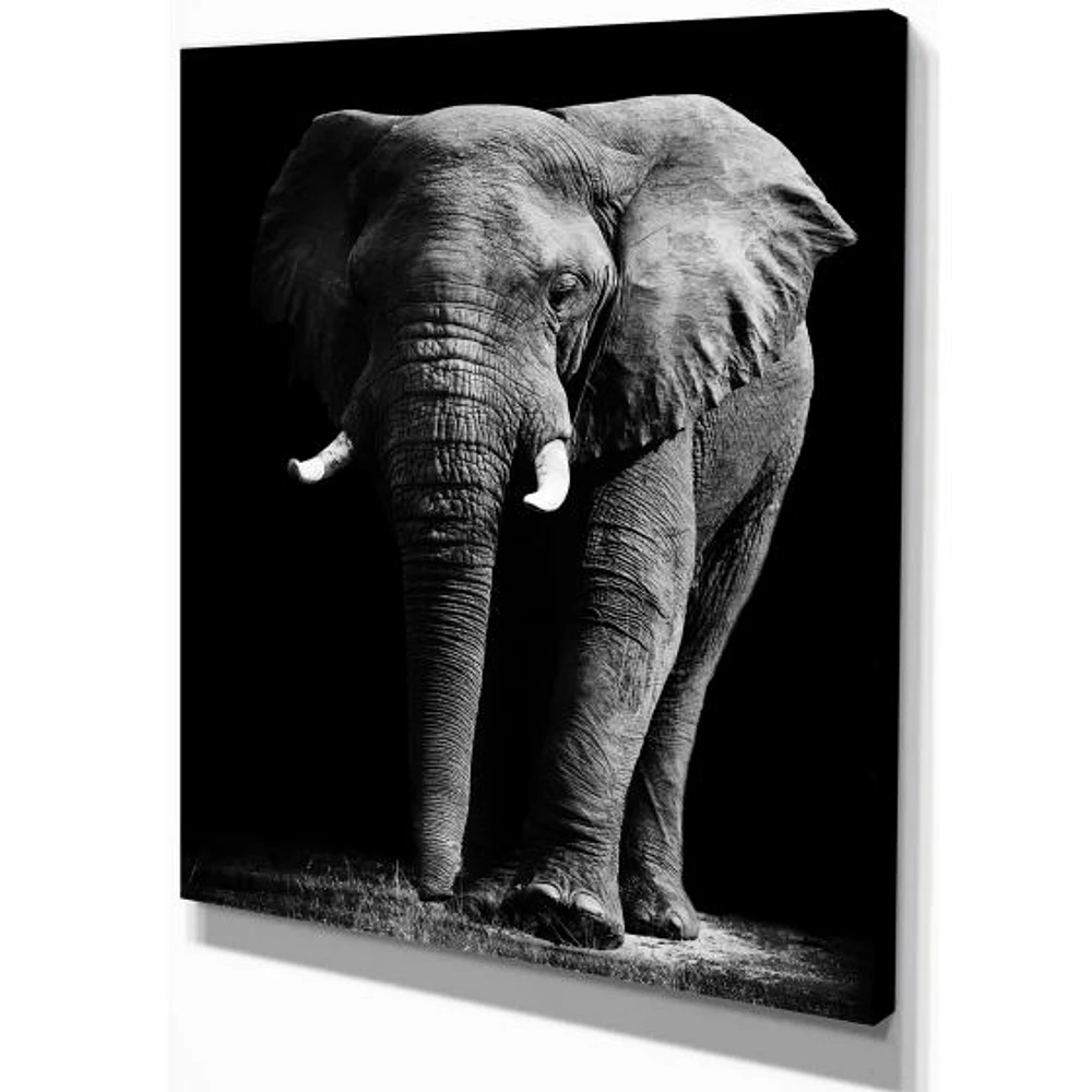 Toile « African Elephant Black Background »