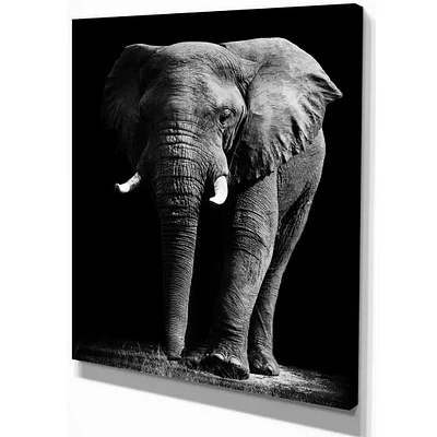 African Elephant Black Background  Wall Art