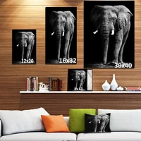 Toile « African Elephant Black Background »