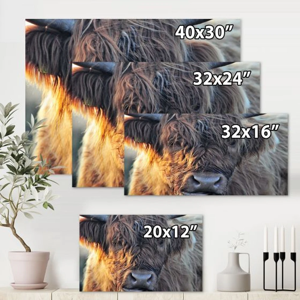 Scottish Cow on Moorland III  Canvas Wall Art Print