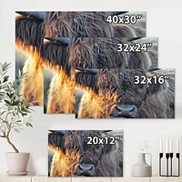 Scottish Cow on Moorland III  Canvas Wall Art Print