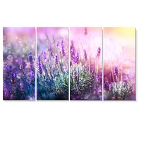 Growing and Blooming Lavender  Canvas Print