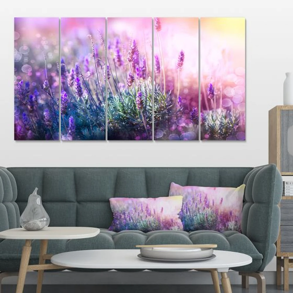 Growing and Blooming Lavender  Canvas Print